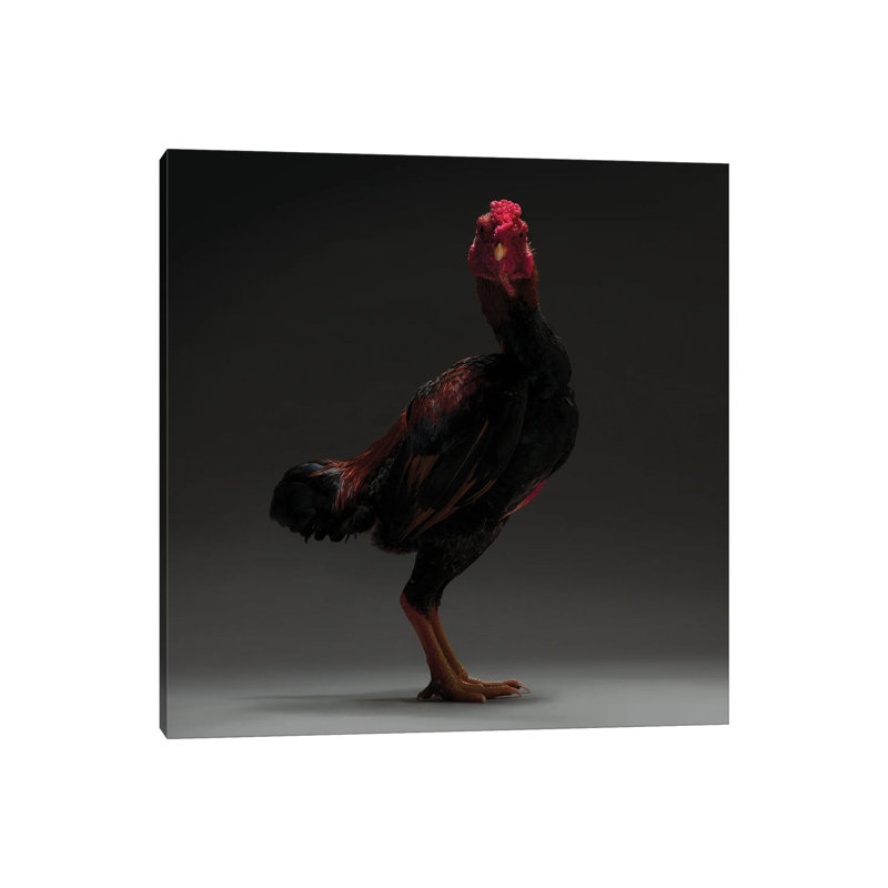 Japanese Shamo by CHICken - Wrapped Canvas Print, 66.04 cm H x 66.04 cm W x 3.175 cm D