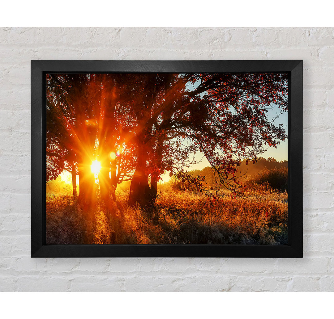 Roter Sun Burst Baum - Druck