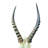 Real Blesbok Antelope Skull