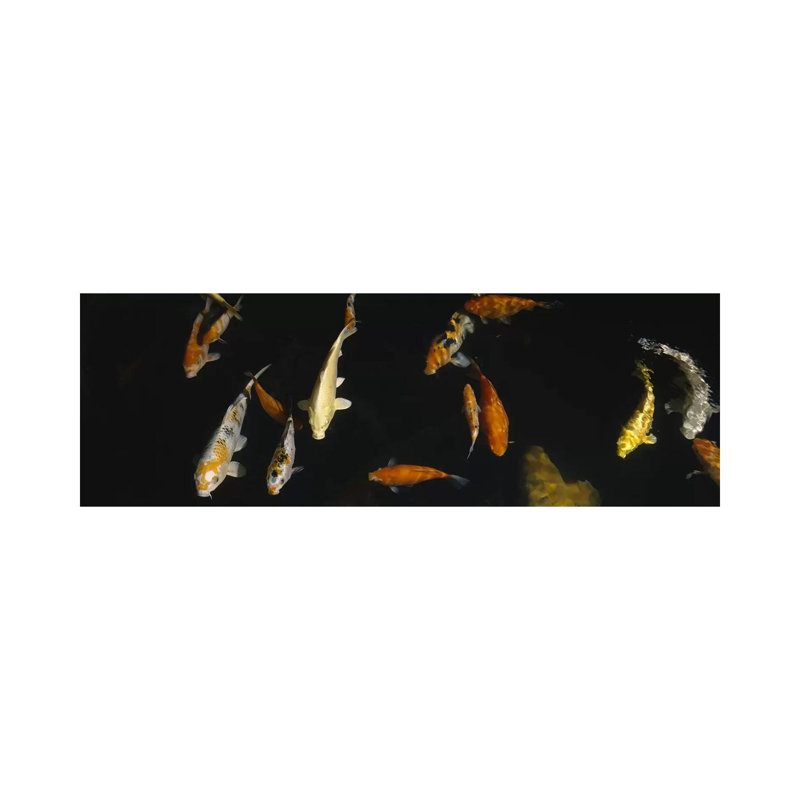 Close-up Of A School Of Fish In An Aquarium, Japanese Koi Fish, Capitol Aquarium - Wrapped Canvas Panoramic Print
