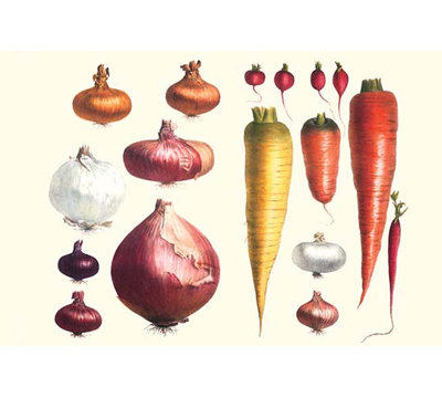 Oignon et carottes-impression d’art graphique
