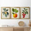 "Antique Foliage & Fruit VI", ensemble de 3 impressions sur toile encadrées-2090051244-2090051235
