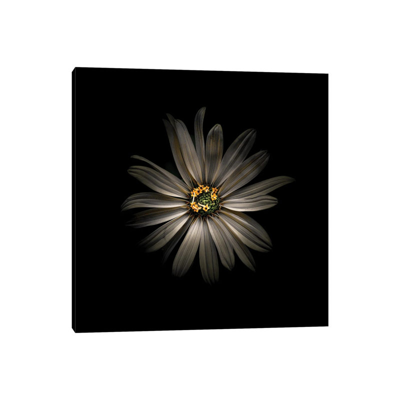White Daisy VI by Brian Carson - Wrapped Canvas Print, 30.48 cm H x 30.48 cm W