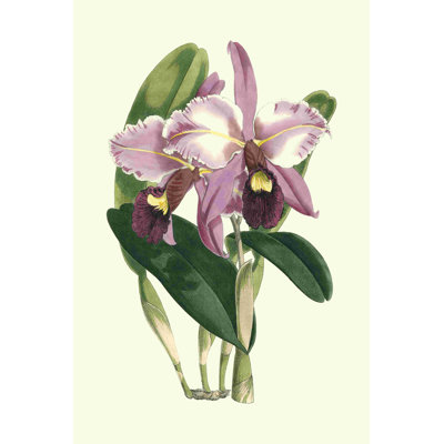 Magnifique orchidée III