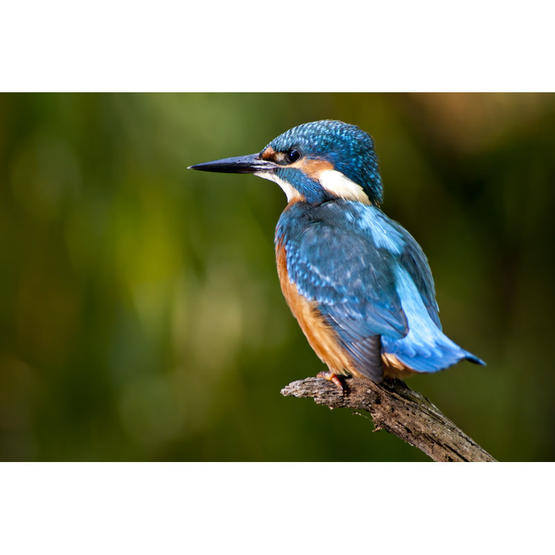 Kingfisher Bird - Wrapped Canvas Print, 51cm H x 76cm W x 3.8cm D