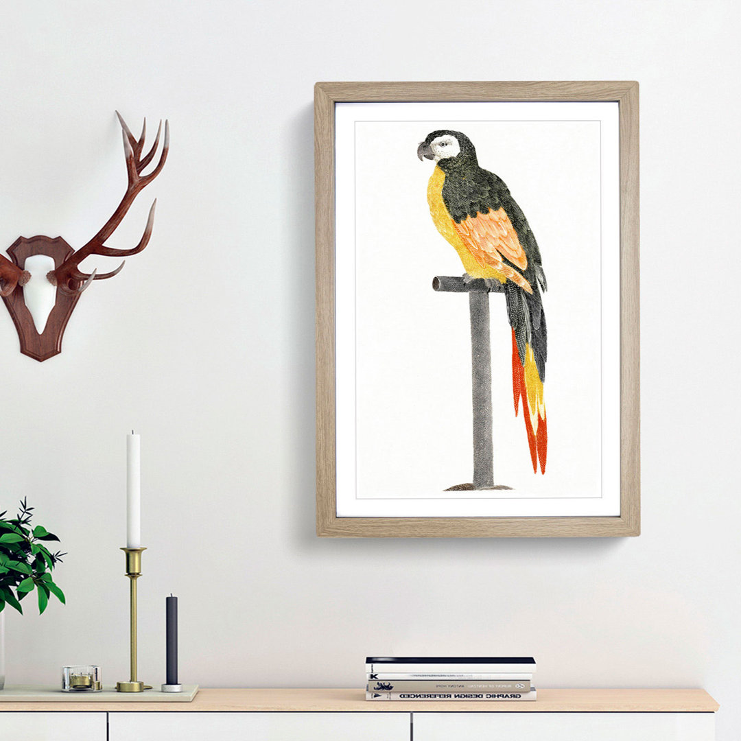 A Perched Parrot by Johan Teyler - Framed Print