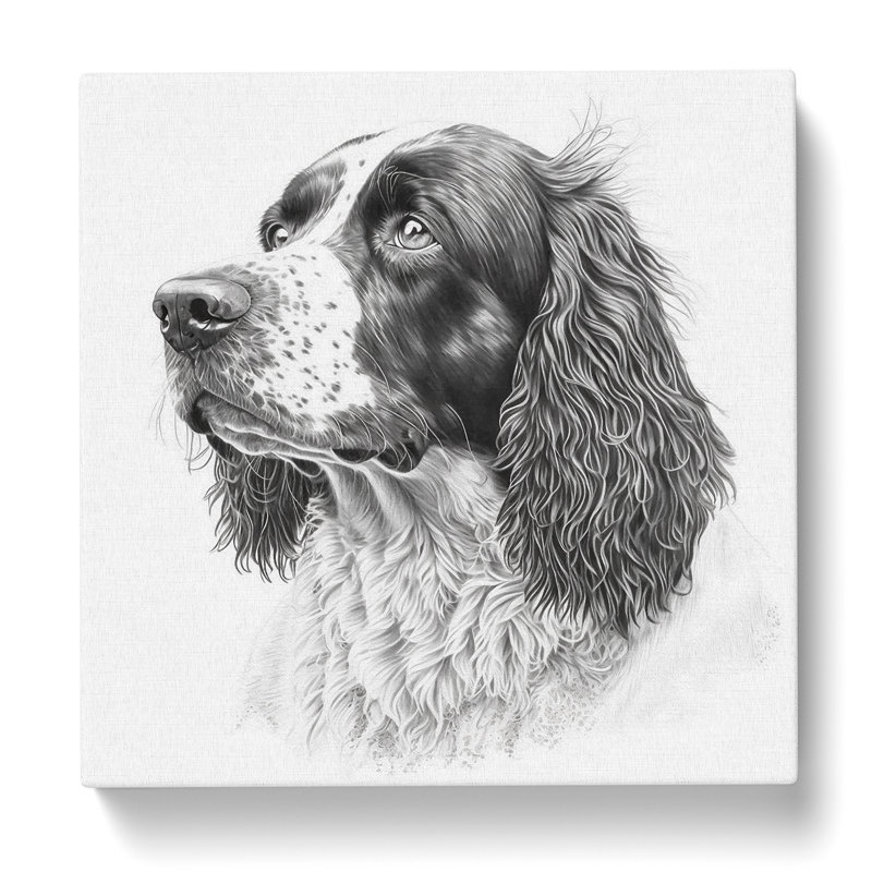 English Springer Spaniel Drawing - Wrapped Canvas, 35cm H x 35cm W x 3cm D