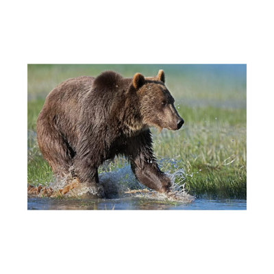 Grizzly Bear Running Through Water, North America by Tim Fitzharris - Wrapped Canvas Print
