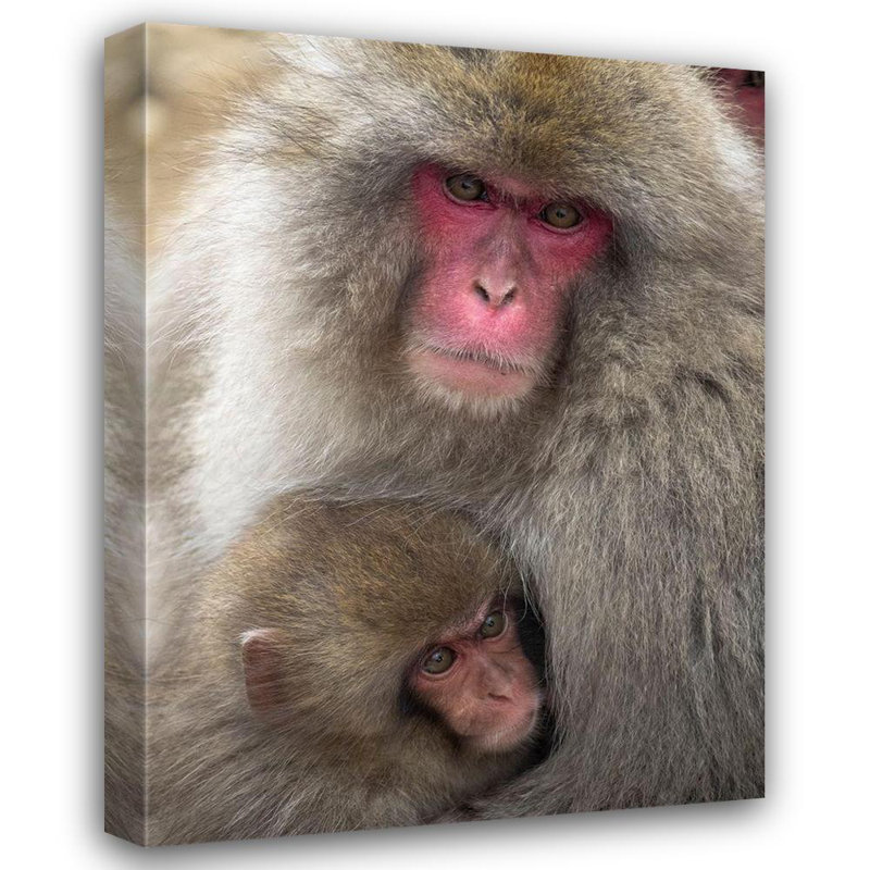 Art sur toile, Goff, Ellen, Japon, Portrait de Nagano d'un macaque japonais câlins son bébé
