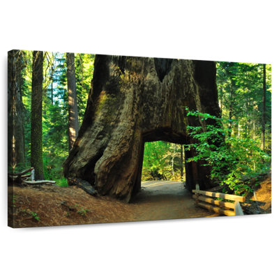Harnek Tuolumne Tunnel Tree