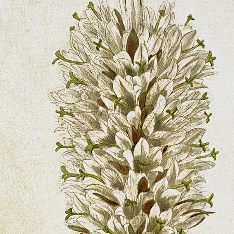 " Botanical Plate VIIII " Graphic Art Print, 32" H x 48" W x 1.5" D