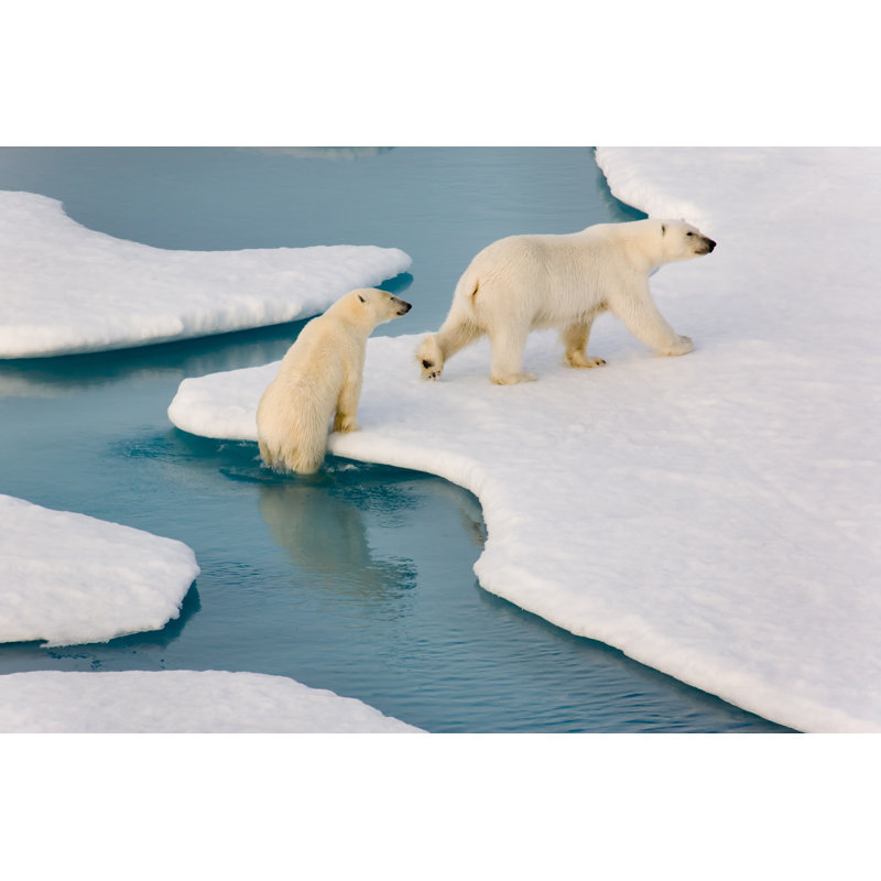 Two Polar Bears by SeppFriedhuber - Wrapped Canvas Print, 30cm H x 46cm W