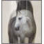 Lady Gray 1 Framed Photographic Print Canvas-410151991