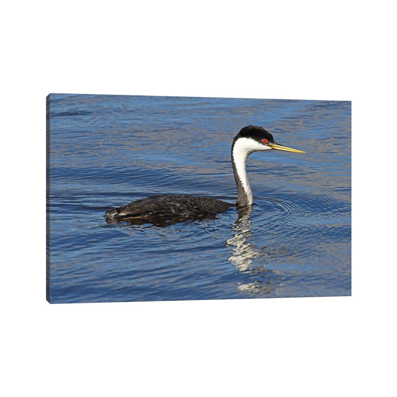 Western Grebe by Brian Wolf - Wrapped Canvas Print
