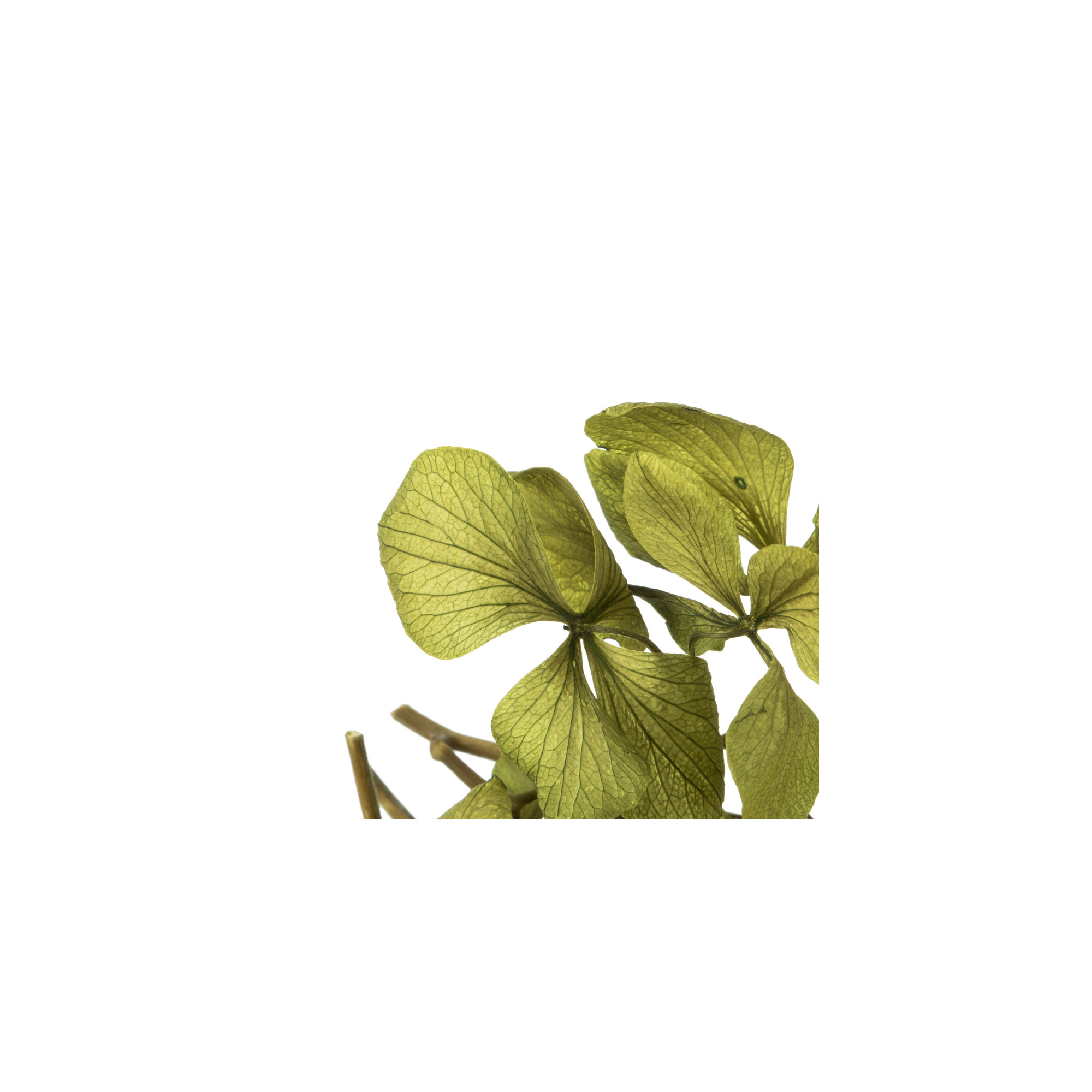 Vickerman Hydrangea Centerpiece, Green