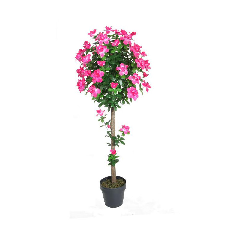 Arbre à fleurs 4,5 'Azalea