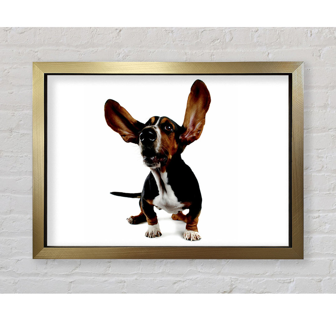 Bassett Hound Ohren - Druck