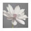 Vintage Lotus On Grey I - Wrapped Canvas Painting-1355921533