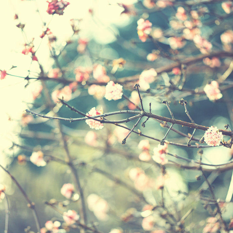 Little Viburnum In Winter by Rike_ - Wrapped Canvas Print, 51cm H x 51cm W x 3.8cm D