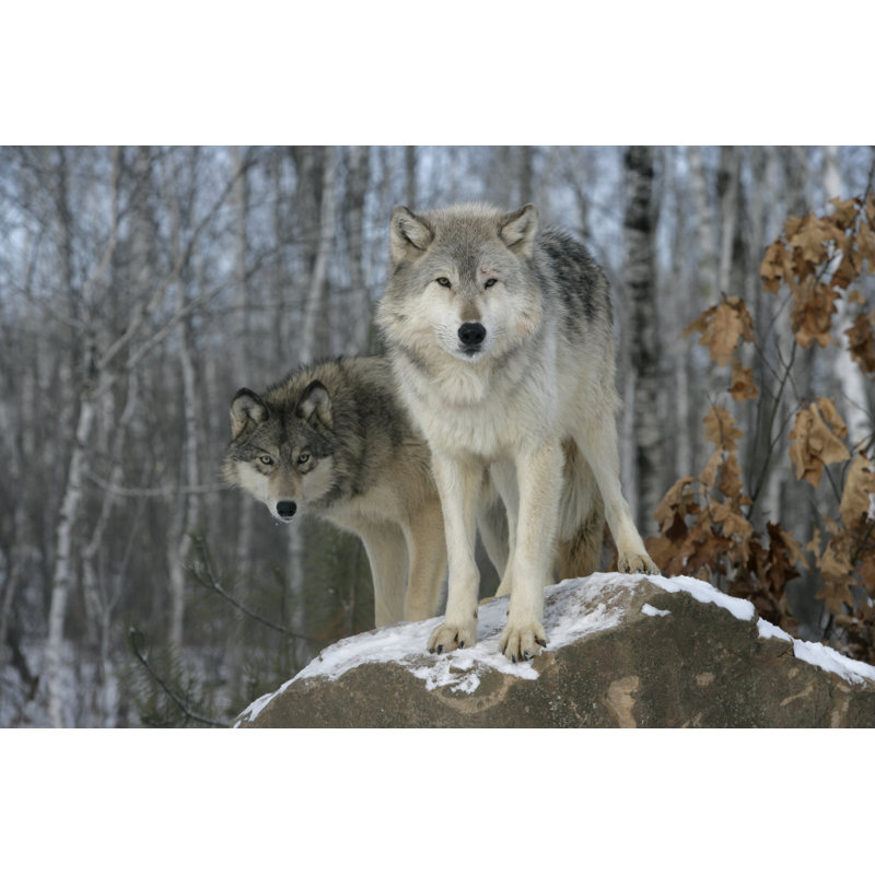 Grey Wolf, Canis Lupus by MikeLane45 - Wrapped Canvas Print, 30cm H x 46cm W