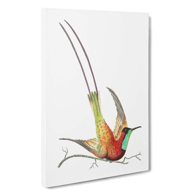 Long-Tailed Hummingbird by George Shaw - Wrapped Canvas, 50cm H x 35cm W x 3cm D