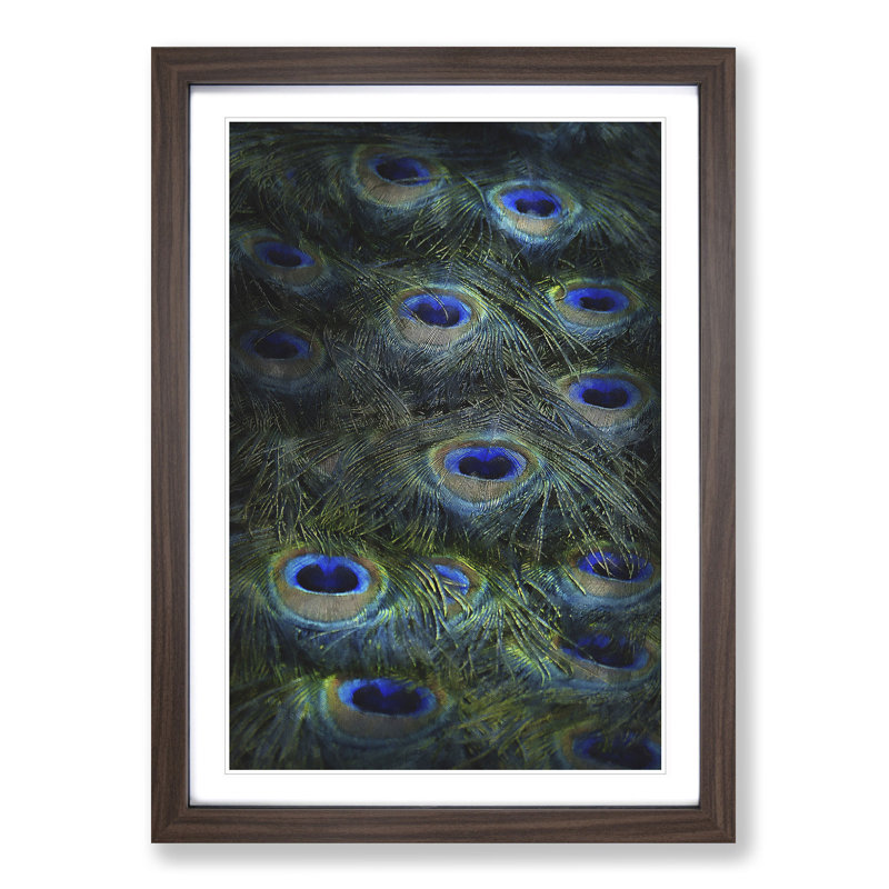 The Feathers of a Peacock - Picture Frame Painting Print, 87cm H x 62cm W x 2cm D, Walnut Framed