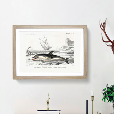 Beached Dolphin by Charles D'Orbigny - Single Picture Frame Painting