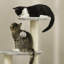 Cat Tree