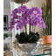 Orchid Floral Arrangement in Planter-219825536
