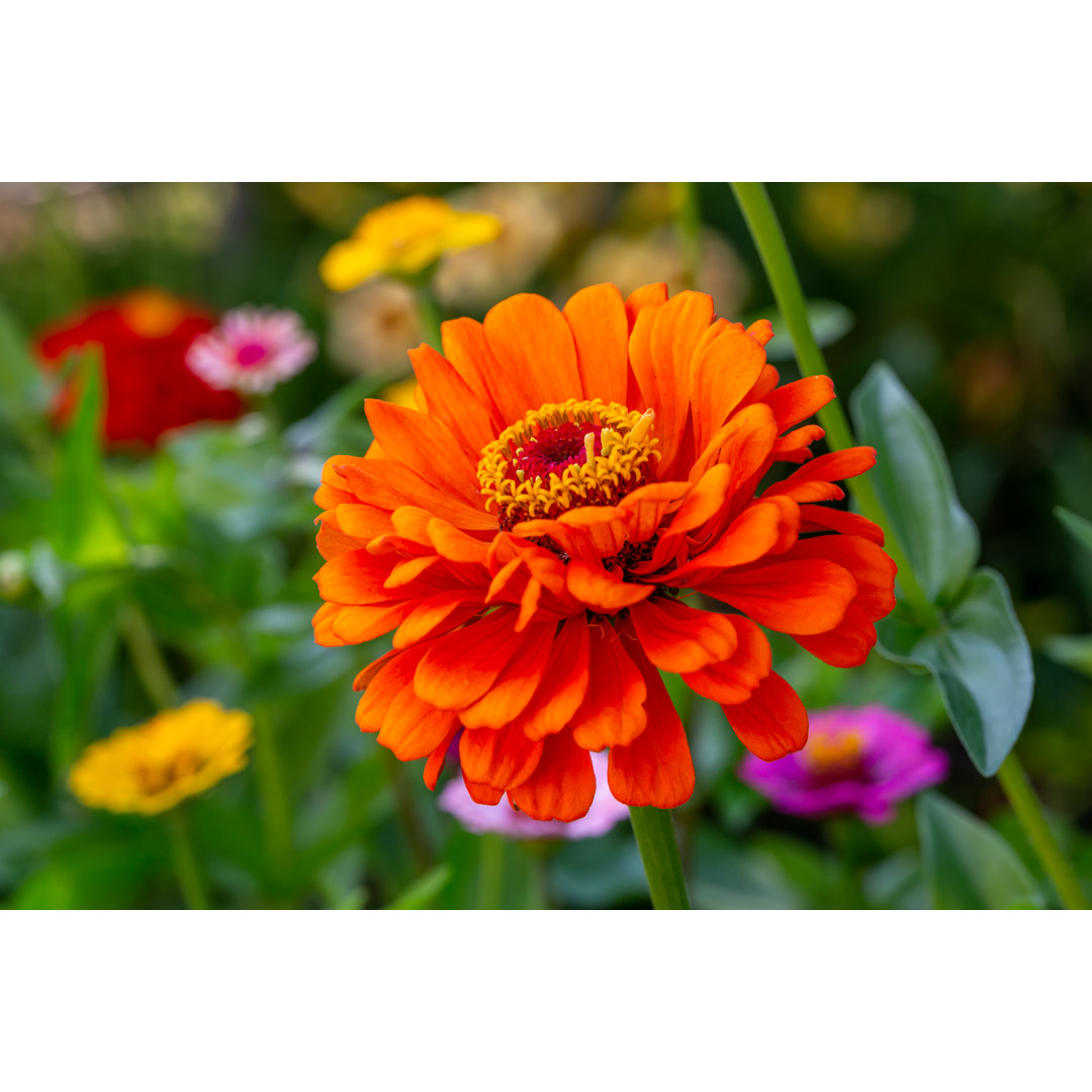 Blühende orangefarbene Zinnienblüte von Anton Nikitinskiy - Leinwanddrucke