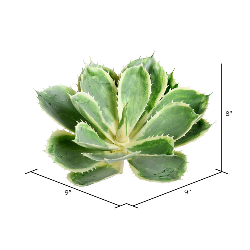 Plante grasse