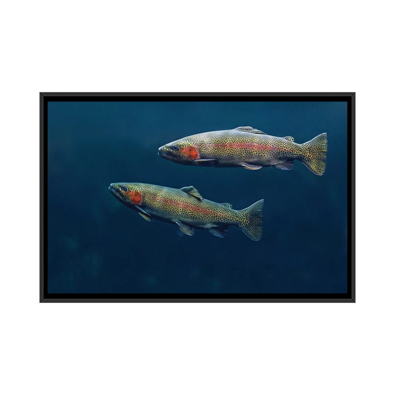 " Rainbow Trout Pair Swimming Underwater " by Tim Fitzharris, 18" H x 26" W x 1.5" D, Black Framed Canvas, No Mat