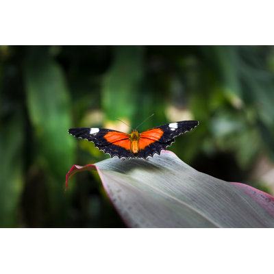 Vivelle Butterfly - Wrapped Canvas Print