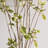Artificial Green Potted Cotinus Coggygria Tree-1532095296