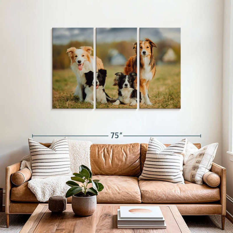 Chien border Collie, H 36 po x l 57 po