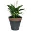 Anael Pot Planter