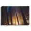 «Burning Forest» par Thomas Haney-408151161