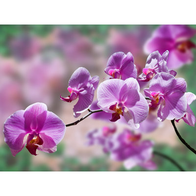Orchidée - reproduction de photo sur toile tendue