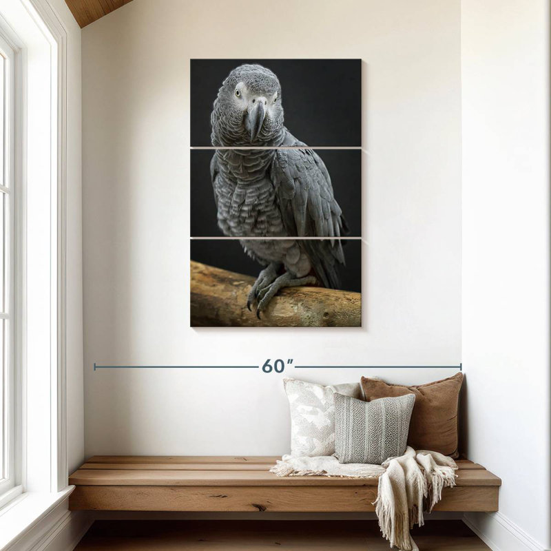 Brampt Congo Grey Parrot