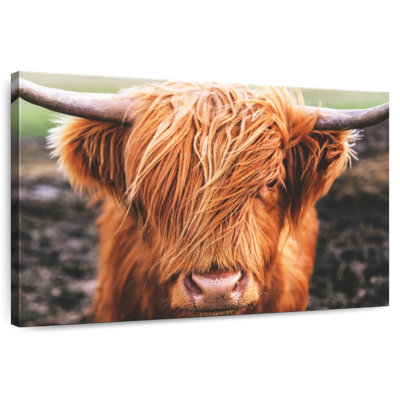 Frange Brampt Highland Cow