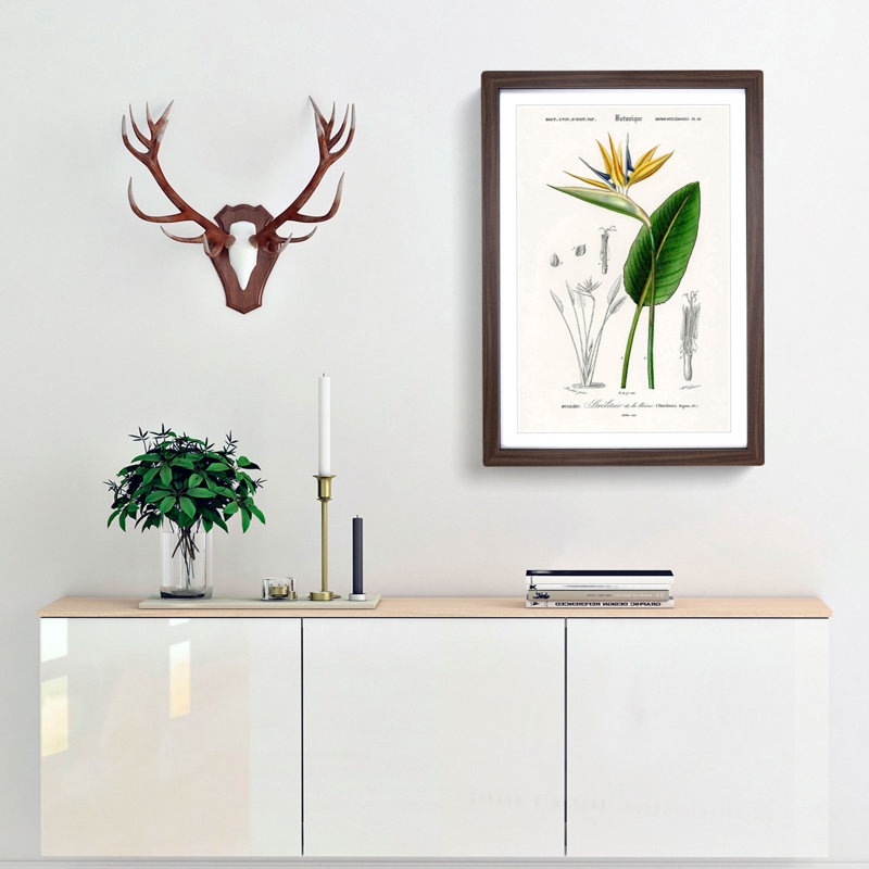 Bird Of Paradise Flower by Charles D' Orbigny - Single Picture Frame Painting, Walnut Framed, 33cm H x 24cm W x 2cm D