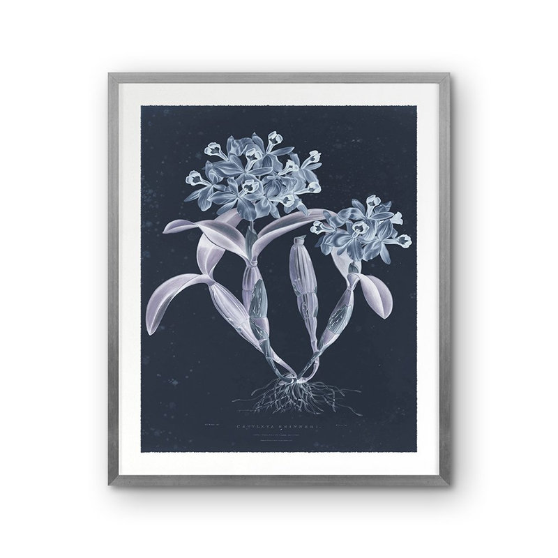 Guarianthe Skinneri Print by Porter Design