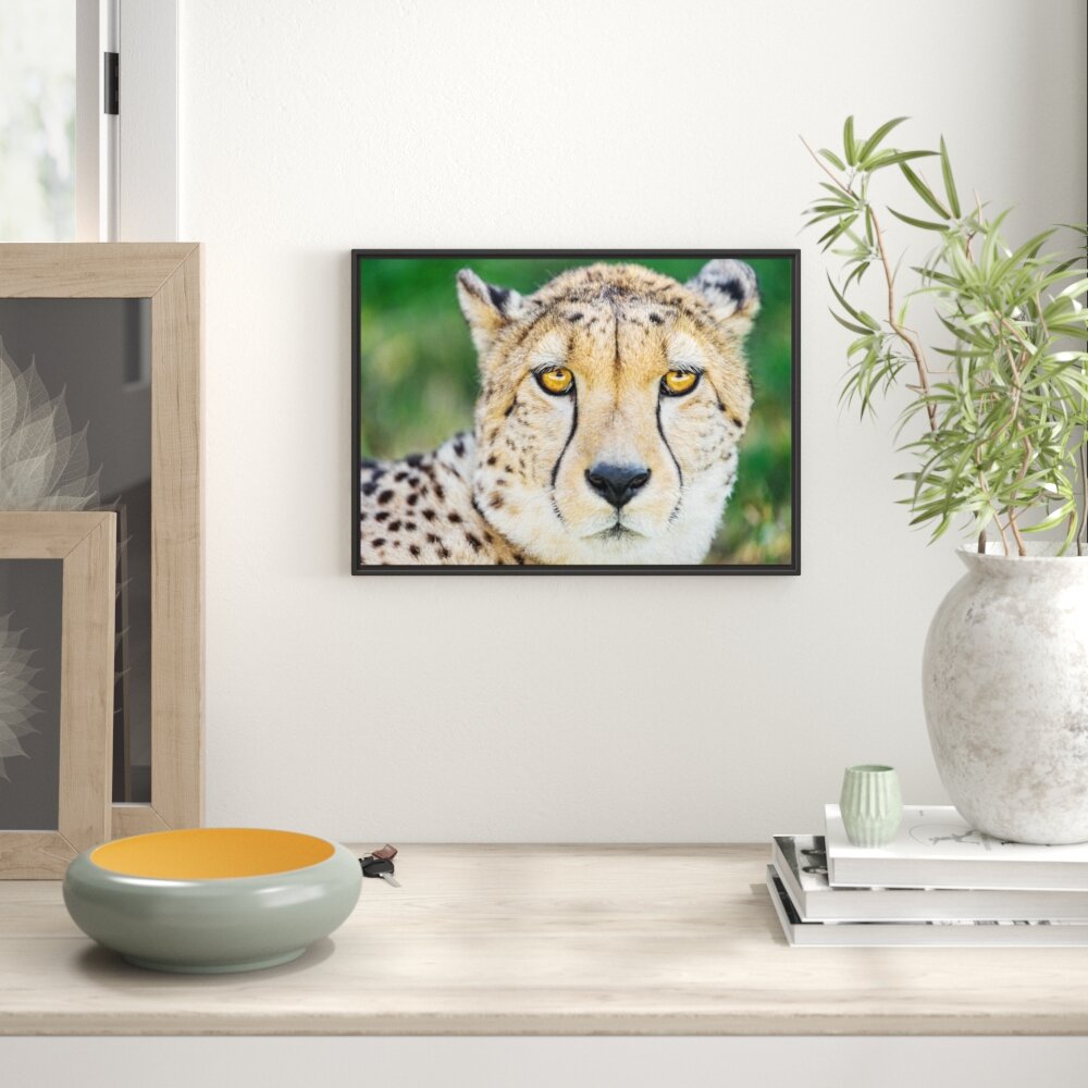 Gerahmtes Wandbild ruhender Gepard