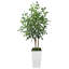 Ficus benjamin artificiel 5 pi Evergreen-1483755942