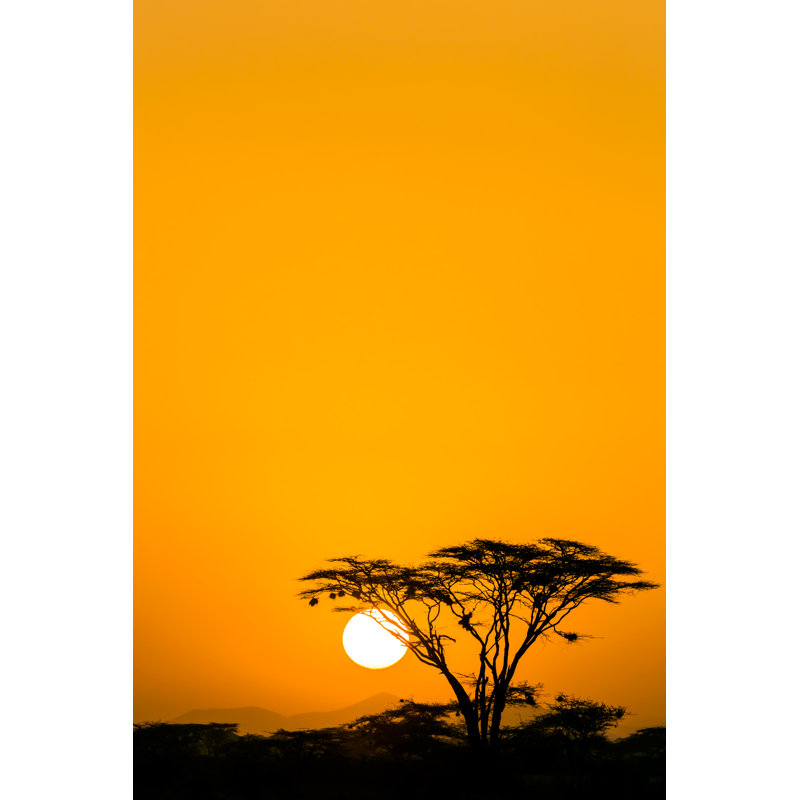 Acacia au lever du soleil spectaculaire par 1001 glissade, H 30 po x l 20 po