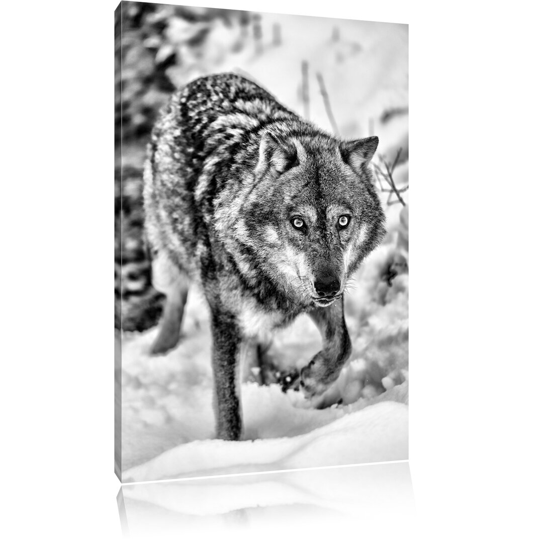 Leinwandbild Anpirschender Wolf in Monochrom