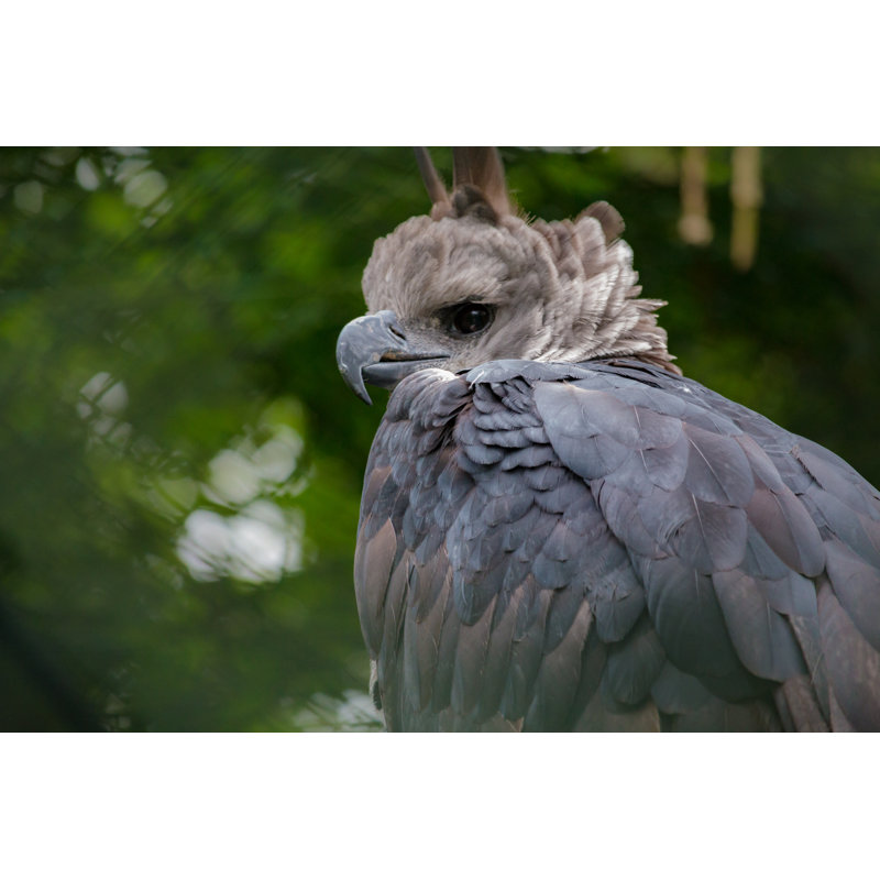 " Harpy Eagle " by Lues01, 12" W x 8" H