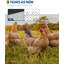 Hex Wire Fence Roll - Filet galvanisé résistant aux animaux-115323651-115323649