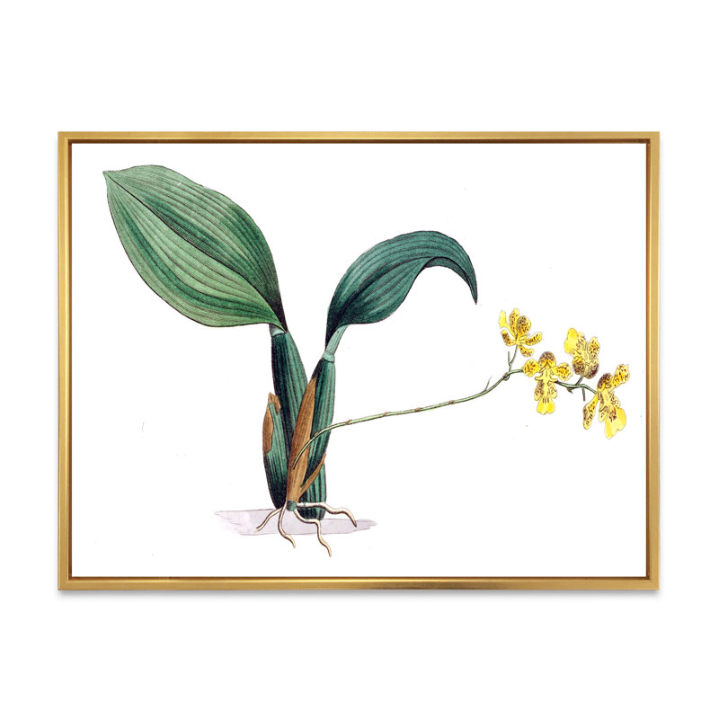 «Vintage Plant Life VI», peinture sur toile, Cadre flottant doré, H 12 po x l 20 po x p 1 po