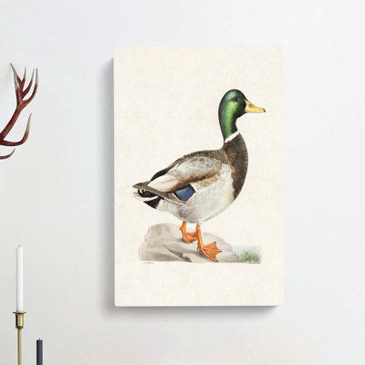 Male Mallard Duck by Von Wright - Wrapped Canvas